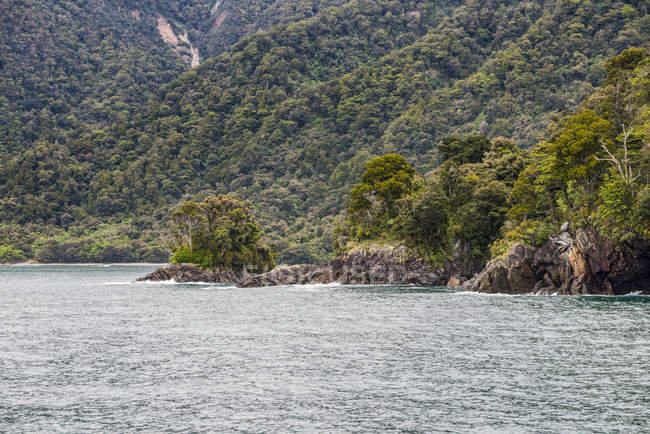 Una piccola isola rocciosa verde, Fiordland National Park, Milford Sound; South Island, Nuova Zelanda — Foto stock