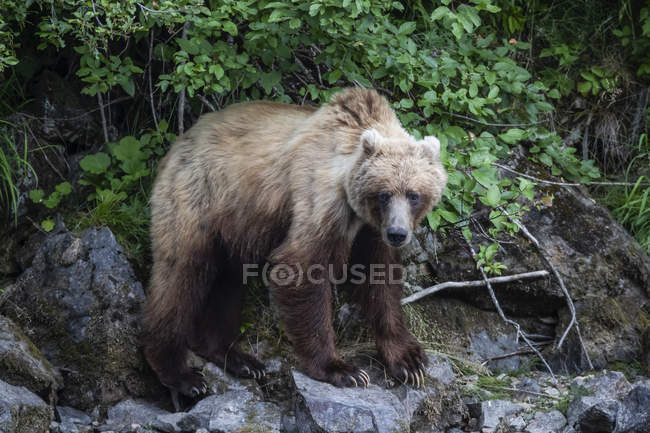 Vista close-up de urso Grizzly na vida selvagem — Fotografia de Stock
