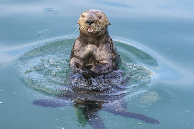 Sea otter (Enhydra lutris) playing and eating in the water near the small boat harbour; Seward, Alaska, United States of America — Stock Photo