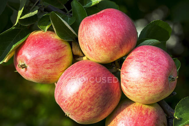 Close-up of a group of red apples on an apple tree; Calgary, Alberta, Canada — Stock Photo