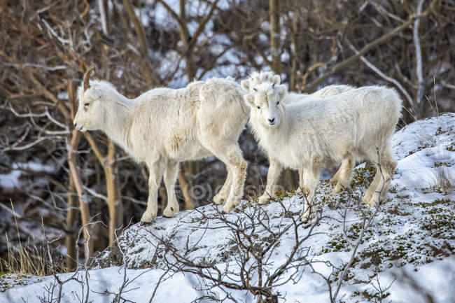Dall brebis et agneaux dans la région de Windy Point, près d'Anchorage, Alaska, États-Unis d'Amérique — Photo de stock