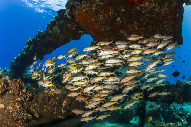 Farbenfroher Schwarm gelber Ziegenfische (mulloidichthys martinicus); lahaina, maui, hawaii, vereinigte staaten von amerika — Stockfoto