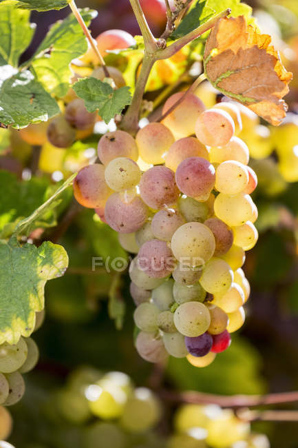 Close-up de um conjunto de uvas brancas multicoloridas penduradas numa vinha com folhas coloridas, a sul de Trier; Alemanha — Fotografia de Stock