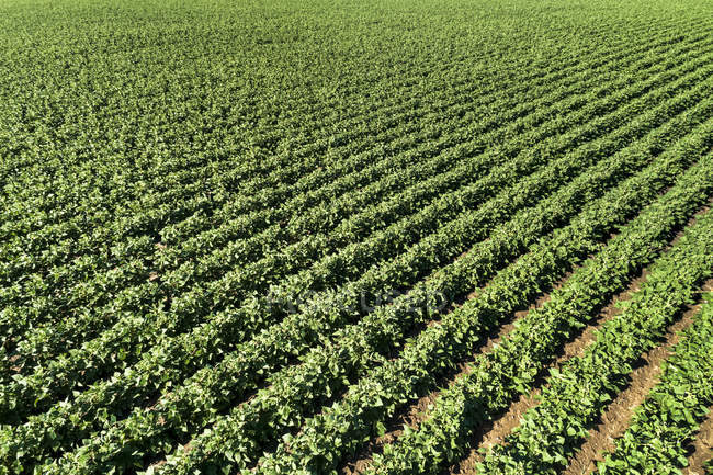 Вид з повітря на ряди зелених рослин картоплі в полі (південь від Табера, Альберта, Канада). — стокове фото