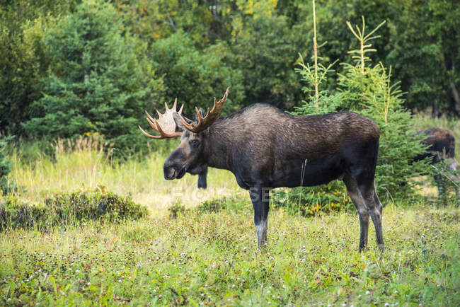 Vista panorâmica de grande alce touro na grama na floresta — Fotografia de Stock