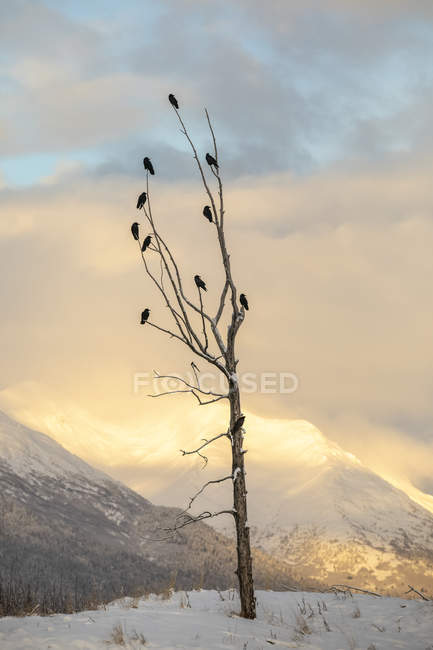 Um bando de Ravens empoleirados em uma velha árvore no Vale de Portage ao nascer do sol, no centro-sul do Alasca; Alaska, Estados Unidos da América — Fotografia de Stock
