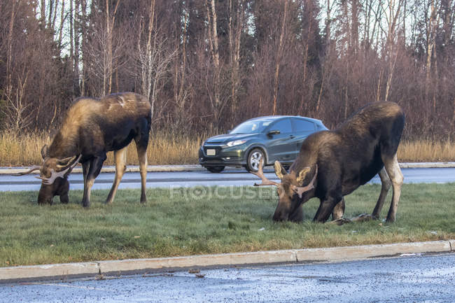 Scenic view of two big bull moose eating grass near road at forest — Stock Photo
