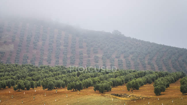 Olivenbauernhof an einem nebligen Hang, Vianos, Provinz Albacete, Spanien — Stockfoto