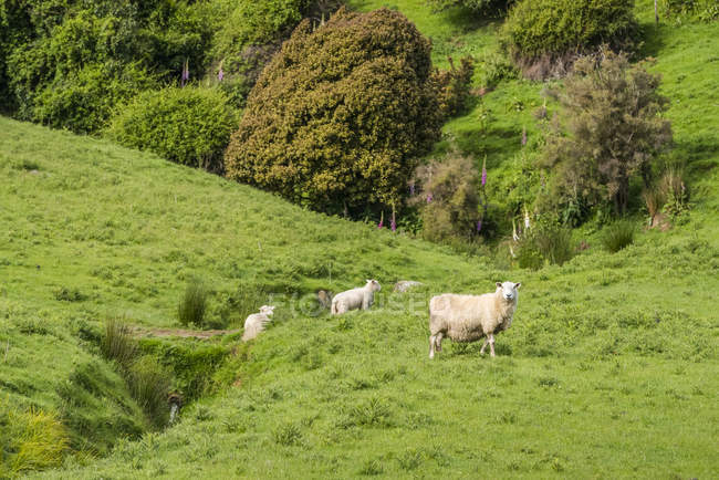 Ovejas curiosas en un pasto verde a lo largo de la autopista Papatowai; Isla Sur, Nueva Zelanda - foto de stock