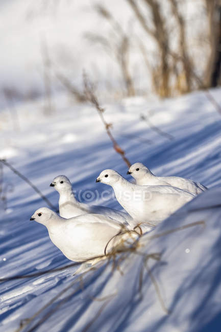 Salgueiro Ptarmigans de pé na neve com plumagem de inverno branco — Fotografia de Stock