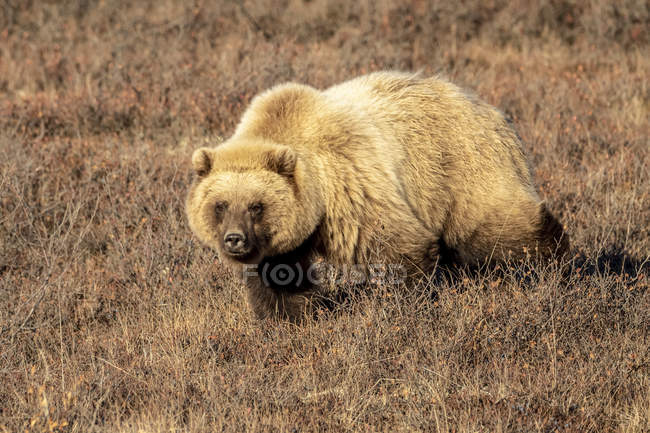 Grizzli marchant dans l'herbe brune — Photo de stock