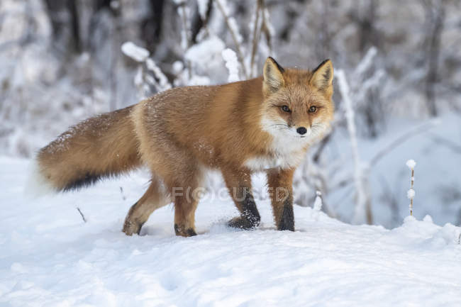 Милый красный лис в зимний снег — стоковое фото
