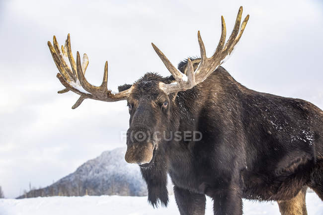 Мальовничий вид на лося великого бика, що стоїть в зимовому снігу — стокове фото