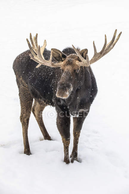Scenic view of big bull moose standing in winter snow — Stock Photo
