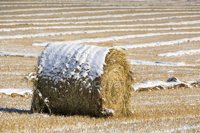 Заснеженный тюк сена на соломенном поле с рядами заснеженных линий сбора урожая на заднем плане, к западу от Калгари; Альберта, Канада — стоковое фото