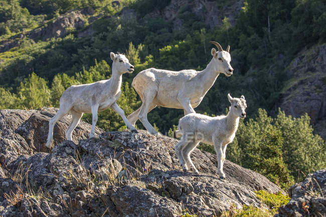 Dall sheep ewe and lambs in the Windy Point area outside Anchorage, Alaska, United States of America — Stock Photo