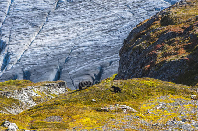 Black bears on a hillside with Exit Glacier in Kenai Fiords National Park, South-central Alaska; Alaska, United States of America — Stock Photo