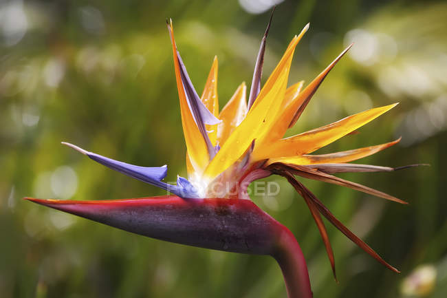 Paradiesvogel (heliconia) Blume; hawaii, vereinigte staaten von amerika — Stockfoto