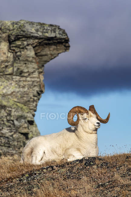 Bélier Dall Sheep dans le parc national Denali et réserve de l'intérieur de l'Alaska à l'automne ; Alaska, États-Unis d'Amérique — Photo de stock