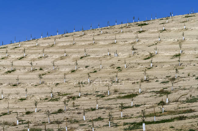 Young olive trees planted on a hillside; Cazorla, Jane Province, Spain — Stock Photo