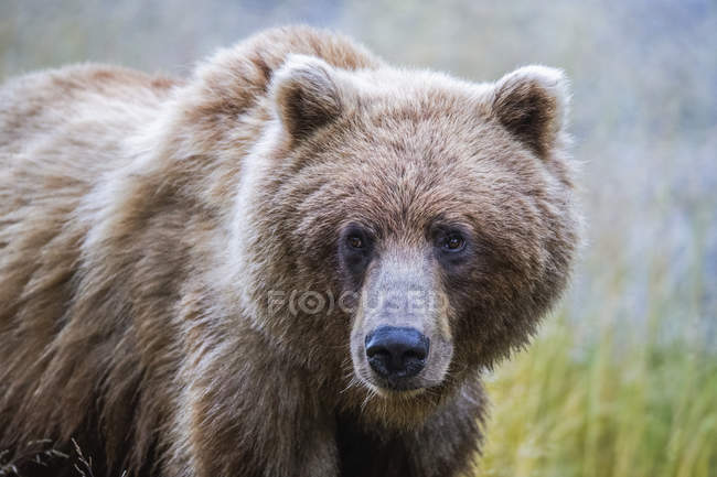 Вид крупным планом медведя гризли на дикую природу, избирательный фокус — стоковое фото