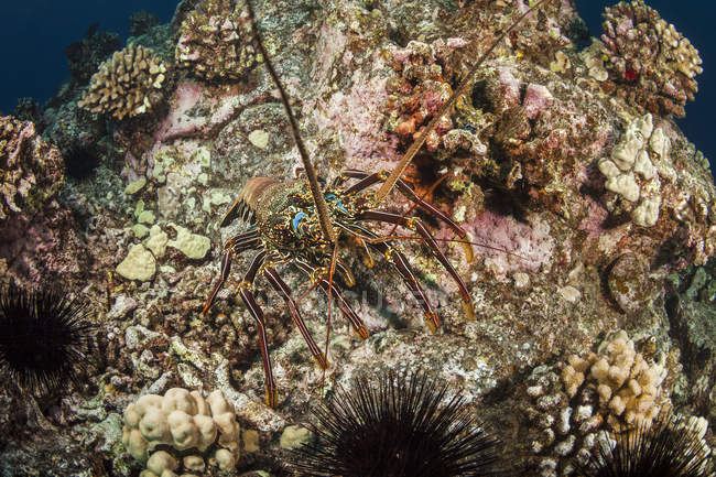Тихоокеанский лангуст (Palinuridae) на рифе; остров Гавайи, Гавайи, США — стоковое фото