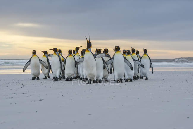 King Penguins (Aptenodytes patagonicus) walking together on the shore, Volunteer Point; Falkland Islands — Stock Photo