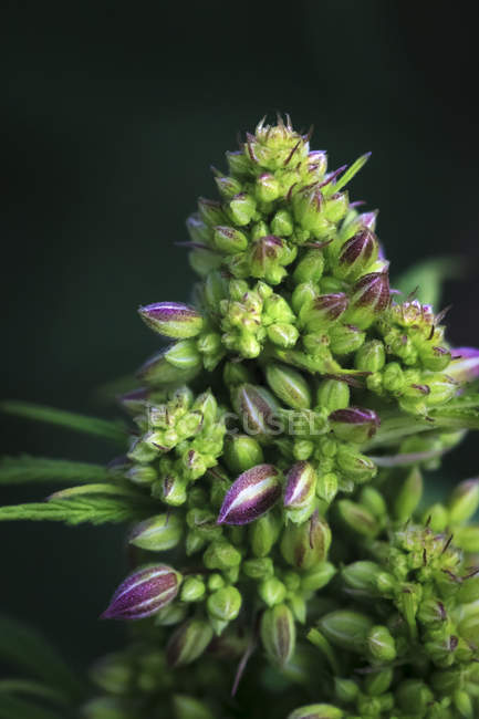 Close-up de uma planta de cannabis masculina em maturação, flores e sementes; Marina, Califórnia, Estados Unidos da América — Fotografia de Stock