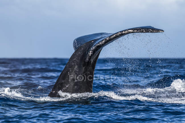 Горбатий кит хвоста над синім океаном — стокове фото