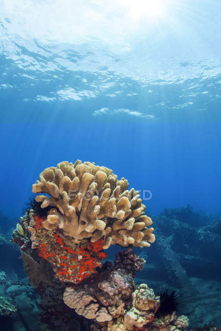 Corallo di Antler (Pocillopora grandis) con sunburst; Lahaina, Maui, Hawaii, Stati Uniti d'America — Foto stock
