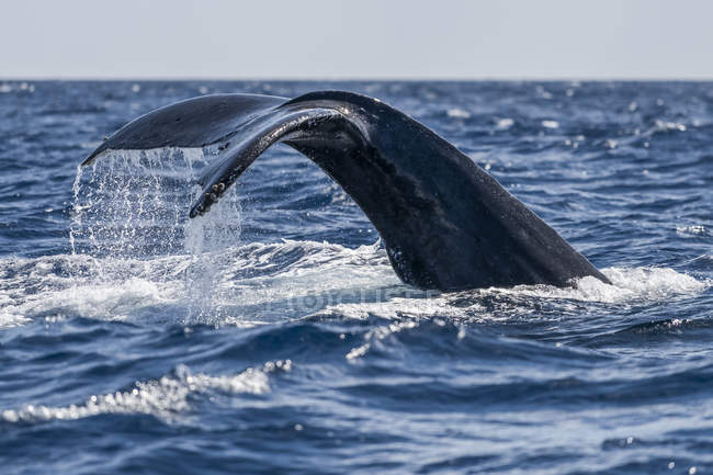 Humpback Whale Tail Above Blue Ocean Water Tourism Stock Photo 266525010