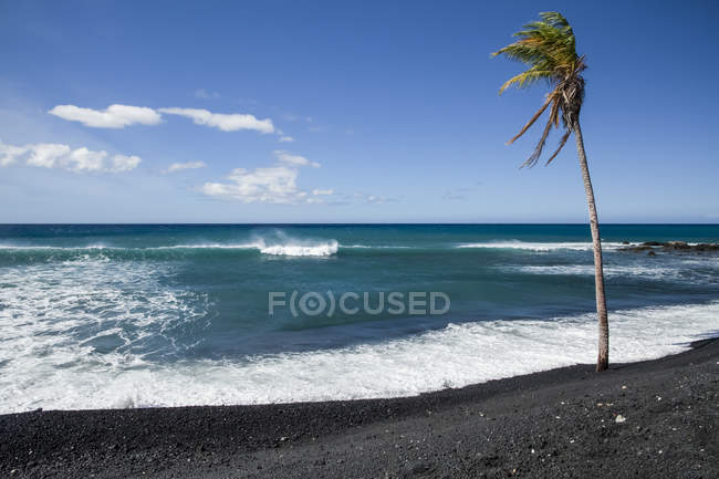 Palmera solitaria en el borde del agua de una playa de arena negra, bahía de Pueo, costa de Kona del Norte; Kailua-Kona, isla de Hawaii, Hawai, Estados Unidos de América - foto de stock