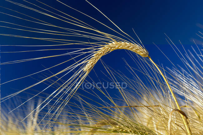 Close-up of golden barley head in a field with deep blue sky, South of Calgary; Alberta, Canada — Stock Photo