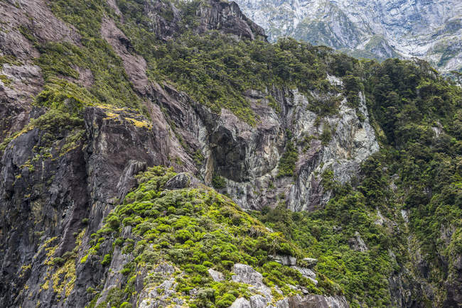 Felsige Berghänge mit grünem Laub, Fjordland-Nationalpark, Milford-Sound; Südinsel, Neuseeland — Stockfoto