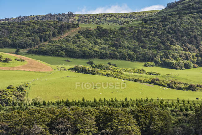 Exuberantes campos verdes y bosques en primavera cerca de la ciudad de Owaka; Isla Sur, Nueva Zelanda - foto de stock