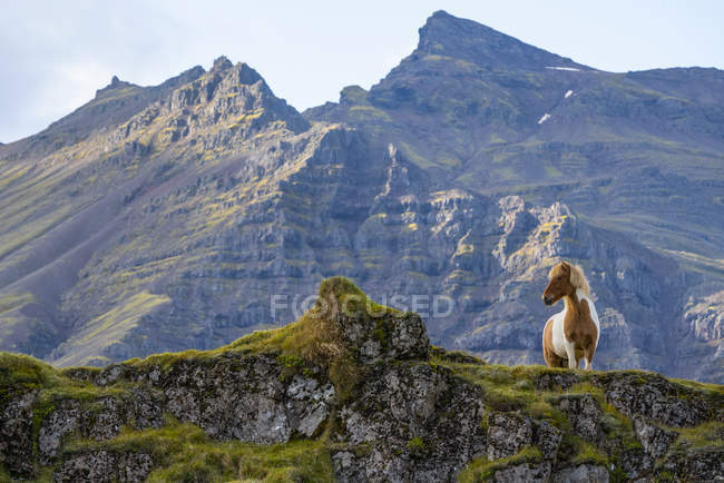 Исландская лошадь в природном ландшафте Исландии — стоковое фото