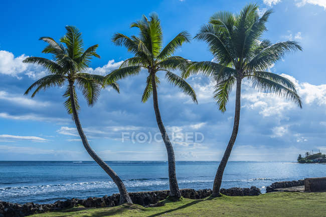 Palm trees along the shoreline; Oahu, Hawaii, United States of America — Stock Photo