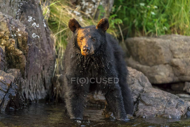 Чорний ведмідь спостерігає за рибою з берегової лінії — стокове фото
