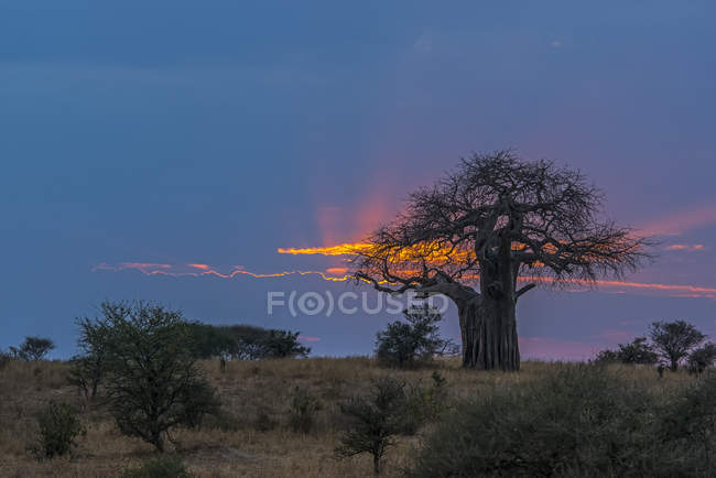 Glühende Wolke über einem Himmel bei Sonnenaufgang mit Bäumen auf einem Feld im Vordergrund; Tansania — Stockfoto