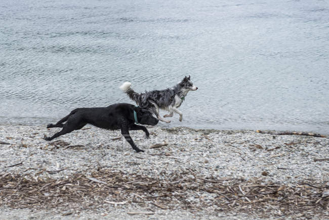 Две собаки бегут по пляжу вдоль кромки воды; Куинстон, Южный остров, Новая Зеландия — стоковое фото