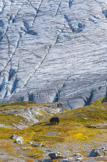 Black bear on a hillside with Exit Glacier in Kenai Fiords National Park, South-central Alaska; Alaska, United States of America — Stock Photo