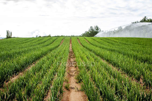 Scallion crop with irrigation; Nova Scotia, Canada — Stock Photo