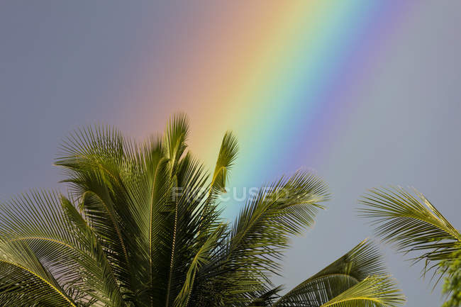 Close-up of a rainbow behind a palm tree; Wailea, Maui, Hawaii, United States of America — стокове фото