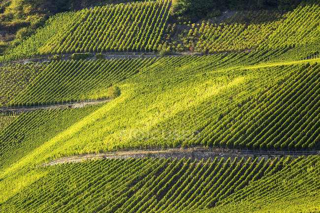 Sunlit hillside with rows of grapevines on slopes, Remich, Luxembourg — Stock Photo