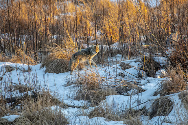 Coyote (Canis latrans) through Potter Marsh in Anchorage, Alaska looking for food, South-central Alaska; Anchorage, Alaska, United States of America — Stock Photo