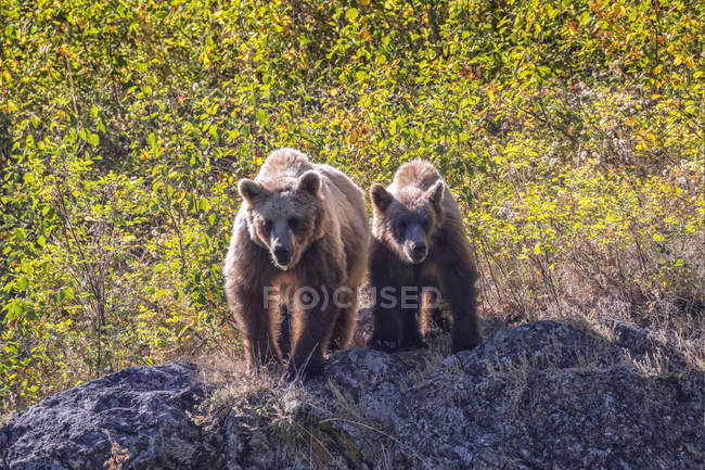 Grizzly oso y su cachorro en la naturaleza salvaje - foto de stock