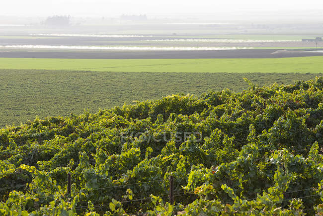 Vinhas (Vitis) em uma encosta com nevoeiro sobre os campos agrícolas à distância, Gonzales, Califórnia, Estados Unidos da América — Fotografia de Stock