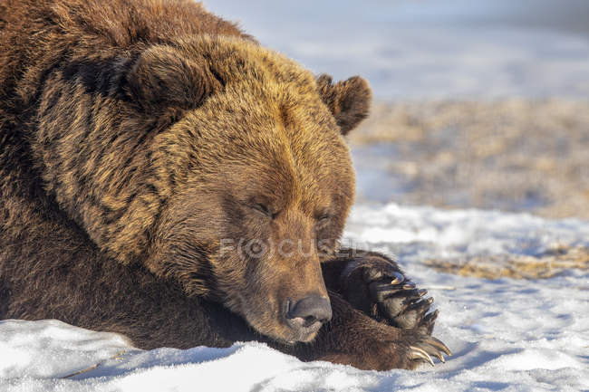 Грізлі ведмідь у снігу на природі — стокове фото