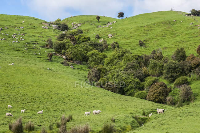 Овцы на зеленом пастбище вдоль шоссе Папатовай; Южный остров, Новая Зеландия — стоковое фото