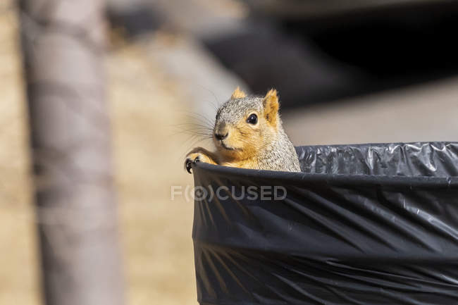 Red Fox esquilo espreitando para fora de dentro de uma lata de lixo — Fotografia de Stock